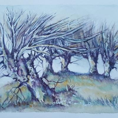 Les saules violets