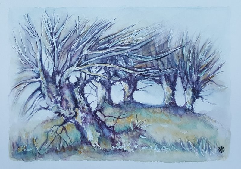 Les saules violets